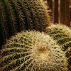 Cactus (1)