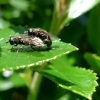 Duo de mouche