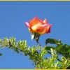 ROSE REINE RIRE