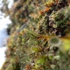 Cladonia