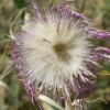 fleur