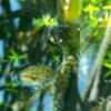 L'épeire et la grenouille