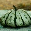 Le patisson