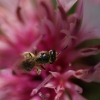 L'abeille en plein butinage