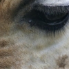 Clin d'œil de la girafe