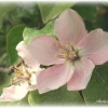 Fleur de cognassier