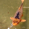 Petit poisson...deviendra grand!