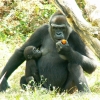 Femelle gorille et son petit (2/3)