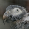 Perroquet gris