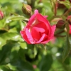 Les filles naissent dans les roses...