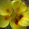 Petite fleur jaune