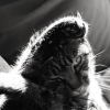 BRAS D'HONNEUR DE CHAT !   (1/4)