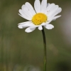 Le bonheur est une fleur qu'il ne faut pas...