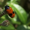 Coccinelle