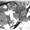 sous les feuilles Noir et blanc
