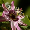 Passiflore rose