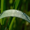 traces de rosée