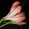 Une fleur