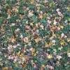 Sol d'automne
