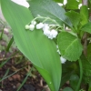 Le muguet est en fleur