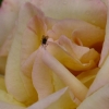La mouche et la rose