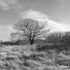 L'arbre sur la lande