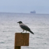 Sur les bords de la mer de Marmara