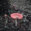 Champignons