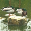 Les canards à Chenonceau (3)