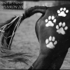 pates de chien sur croupe de cheval!