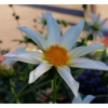 Dahlia
