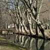 Les arbres se mirent dans l'eau