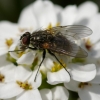 La mouche commune