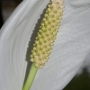 Fleur du spathiphyllum