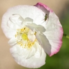 Insecte et coquelicot