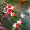 Le bain des belles