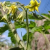 Fleurs de tomates