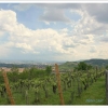 Entre vigne et ciel