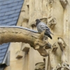 Pigeon et gargouille (2)