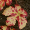 Couleurs d'automne