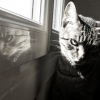 LA MÉTAMORPHOSE DE MISTER CHAT ...