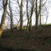 Arbres en pente