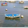 Barque