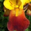 Coeur d'iris