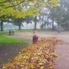 Feuilles en tas