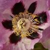 Cœur de fleur