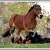poney en folie