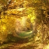 Paysage d'automne 2009