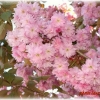 boule de fleurs