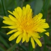 Une simple fleur de pissenlit